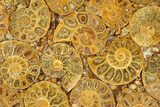 Composite Plate Of Agatized Ammonite Fossils #280992-1